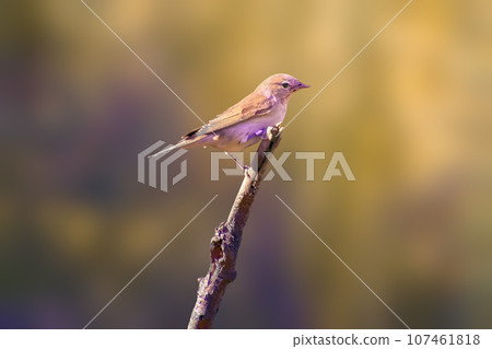 Sylvia atricapilla. Eurasian blackcap male sitting on the flowering twig. Spring in the nature. 107461818