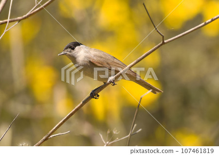 The Eurasian blackcap, usually known simply as the blackcap, is a common and widespread typical warbler. It has mainly olive-grey upperparts and pale grey underparts.High quality Photo. 107461819