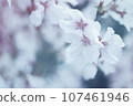 Cherry blossoms in a gentle atmosphere 107461946
