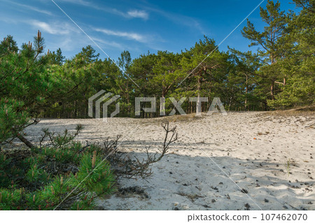 Green bright pine trees against the blue sky. Dunes and sand. Baltic coast of Poland. Green bright pine trees against the blue sky. Dunes and sand. Baltic coast of Poland. 107462070