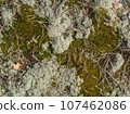 Colorful lichen colony on rock surface. illustration for symbiosis or natural abstract background. 107462086