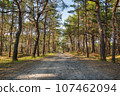 A straight road stretching into the distance in a summer pine forest. Peace and quiet. 107462094
