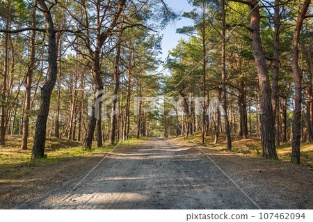 A straight road stretching into the distance in a summer pine forest. Peace and quiet. A straight road stretching into the distance in a summer pine forest. Peace and quiet. 107462094