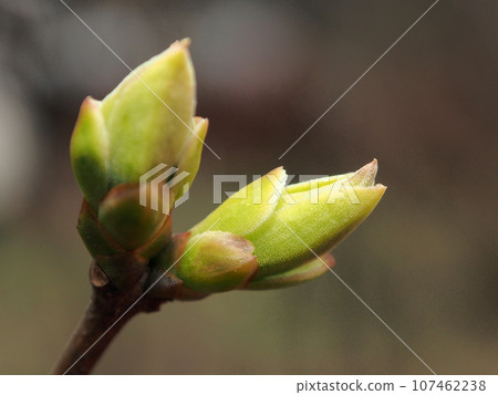 Fluff on the budding, green lilac buds, close-up, macro photo. Bright colors of early spring. Fluff on the budding, green lilac buds, close-up, macro photo. Bright colors of early spring. 107462238