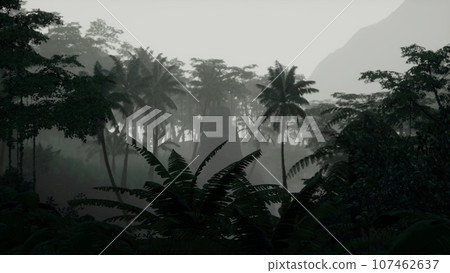 scene looking straight into a dense tropical rain forest scene looking straight into a dense tropical rain forest 107462637