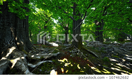 Peaceful magical mossy forest scene Peaceful magical mossy forest scene 107462682