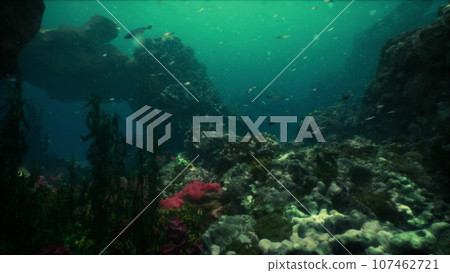 Colorful coral reef at the bottom of tropical sea Colorful coral reef at the bottom of tropical sea 107462721