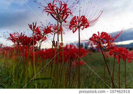 [Autumn material] Red spider lily bathing in the morning sun [Nagano Prefecture] 107462918