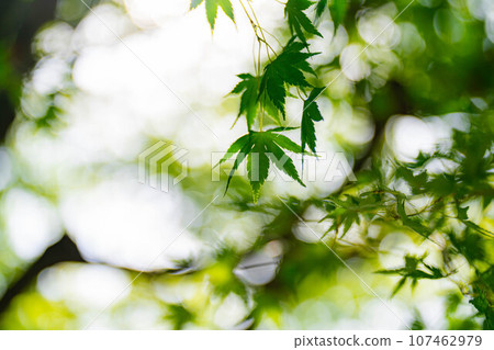 [Plant material] Blue maple and jade bokeh [Nagano Prefecture] 107462979