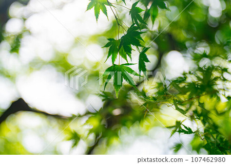 [Plant material] Blue maple and jade bokeh [Nagano Prefecture] 107462980