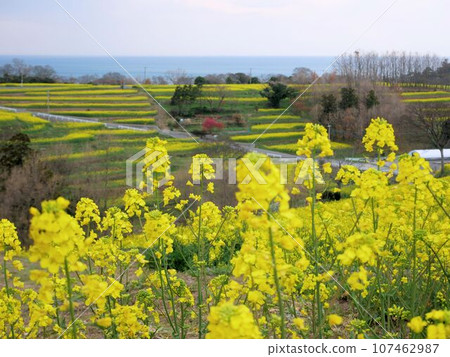 國東半島的春天：油菜花盛開的長崎花（大分縣） 107462987