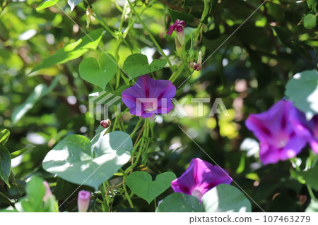 Pink bindweed flowers blooming in the autumn field 107463279