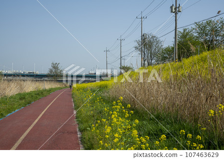 Bicycle path along Yeongsangang River 107463629