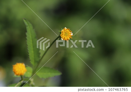Orange collage flowers blooming in the autumn field Orange collage flowers blooming in the autumn field 107463765