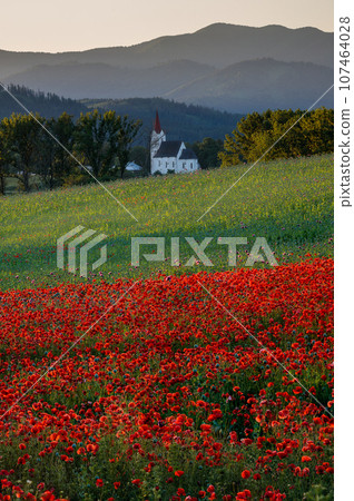 Rural landscape with a field of blooming poppies with a church. 107464028