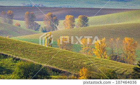 Autumn sunny rural landscape with a row of colored trees. 107464036
