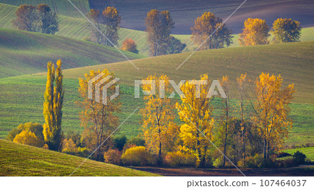 Autumn sunny rural landscape with a row of colored trees. 107464037