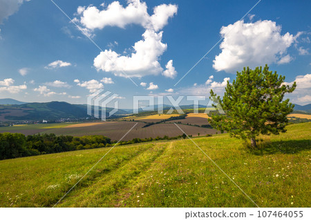 A dirt road through a meadow in a spring landscape, Slovakia. A dirt road through a meadow in a spring landscape, Slovakia. 107464055