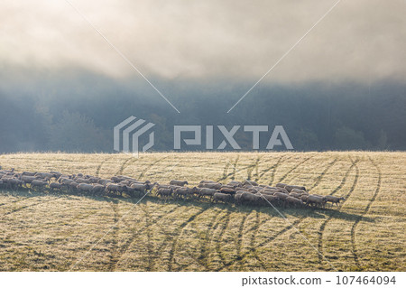 A herd of grazing sheep on a meadow. A herd of grazing sheep on a meadow. 107464094