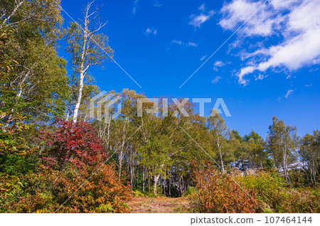 Rowan and white birch in early autumn, Norikura Highlands 107464144