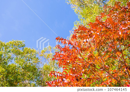 Rowan with bright autumn leaves Rowan with bright autumn leaves 107464145