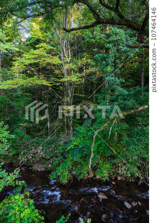 初秋流經森林的小黑川 107464146