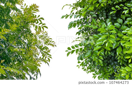 Two types of tree cutouts (transparent background) Two types of tree cutouts (transparent background) 107464273