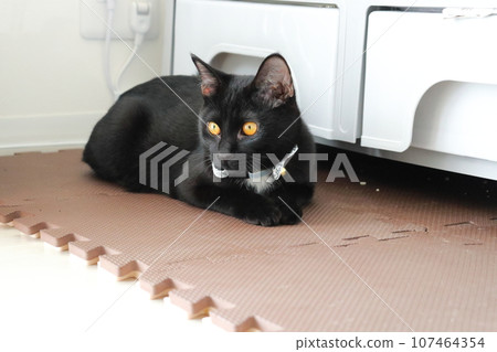 Black cat outside gauge indoors 107464354