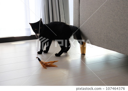 Black cat indoor toy 107464376