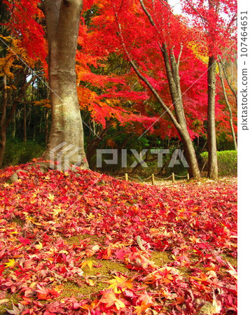Park landscape with fallen maple leaves scattered in autumn 107464651