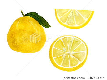 Hand-painted watercolor illustration of yuzu - Stock Illustration