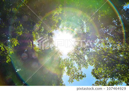 Big tree sun halo Big tree sun halo 107464929