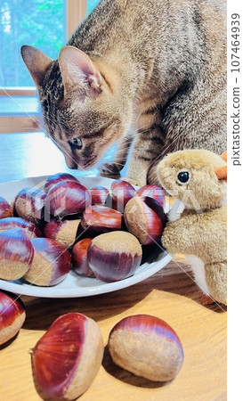 Cat, Obuse chestnut, and stuffed squirrel on the log house dining table Cat, Obuse chestnut, and stuffed squirrel on the log house dining table 107464939