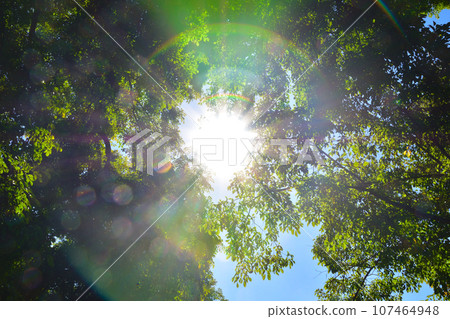 Big tree sun halo Big tree sun halo 107464948