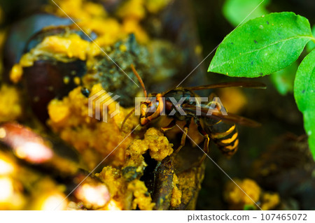 A hornet eating a meal A hornet eating a meal 107465072