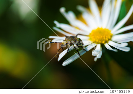 一隻臭蟲棲息在雛菊花上 107465159