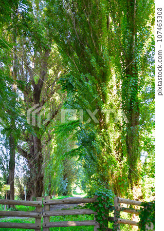 北海道大學楊樹aki 107465308