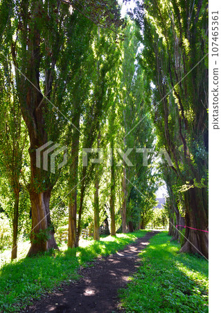 Hokkaido University Poplar aki Hokkaido University Poplar aki 107465361