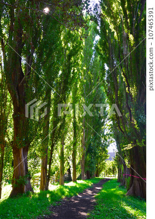 Hokkaido University Poplar aki 107465391