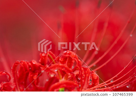 Bright red cluster amaryllis with water droplets after the rain 107465399
