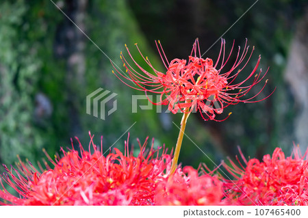 Bright red cluster amaryllis with water droplets after the rain 107465400