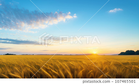 Wheat field shining golden color 107465501