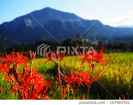 Cluster amaryllis blooming in the mountains 107465502