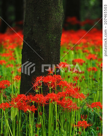 Cluster amaryllis, flowers, flower Cluster amaryllis, flowers, flower 107465503