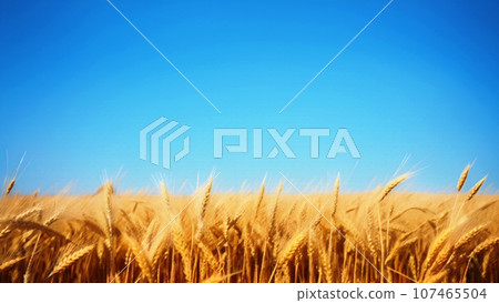 Ears of wheat near harvest Ears of wheat near harvest 107465504