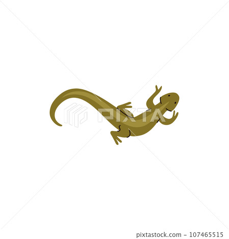 Flat lizard hot sale pet