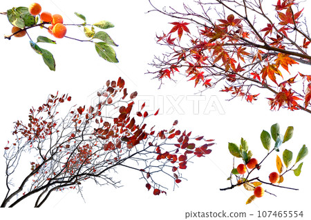 Autumn leaves and cutouts of persimmon fruits and branches 107465554