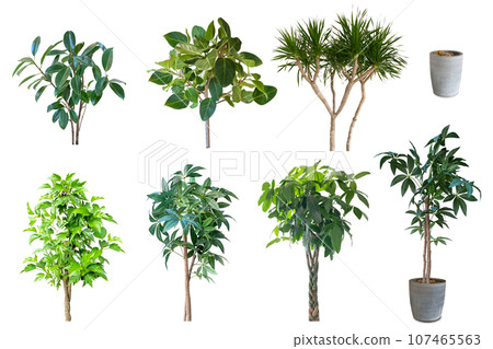 Collection of ornamental plant clippings (background transparent) 107465563