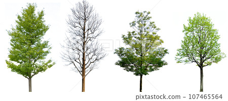 4 types of tree cutouts (transparent background) 107465564