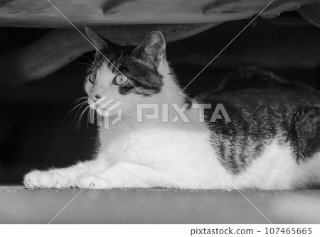 Cat  107465665